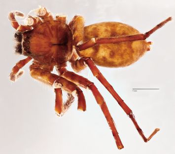 preview Ocypete procera L. Koch, 1867